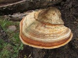Fomitopsis schrenkii image