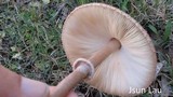 Macrolepiota clelandii image