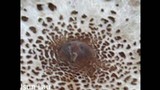 Macrolepiota clelandii image