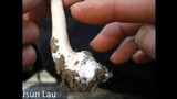 Macrolepiota clelandii image