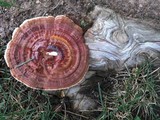 Ganoderma sessile image