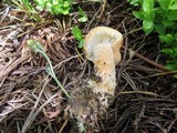 Cystodermella cinnabarina image