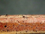 Lophiotrema rubi image