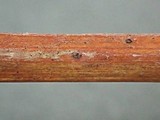 Lophiotrema rubi image