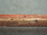 Lophiotrema rubi image