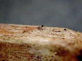 Lophiotrema rubi image