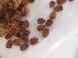 Pluteus exilis image