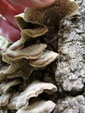 Cerrena unicolor image