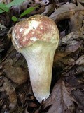 Xanthoconium purpureum image
