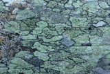 Lecanora strobilina image