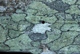 Lecanora strobilina image