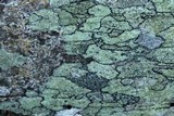 Lecanora strobilina image