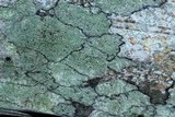 Lecanora strobilina image