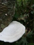 Tyromyces chioneus image