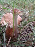 Xerula radicata image