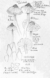 Inocybe pseudodestricta image
