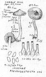 Inocybe pseudodestricta image