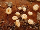 Capitotricha bicolor image