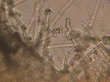 Capitotricha bicolor image