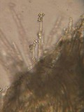 Capitotricha bicolor image