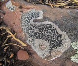 Buellia tesserata image