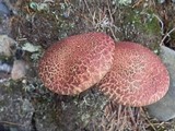Suillus spraguei image