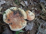 Russula compacta image