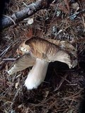 Russula compacta image