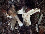 Russula compacta image