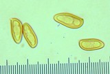 Phylloporopsis boletinoides image