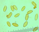 Phylloporopsis boletinoides image