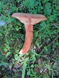 Lactarius corrugis image
