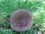 Lactarius corrugis image