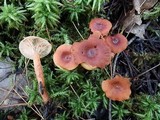 Lactarius neotabidus image