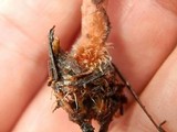 Lactarius neotabidus image