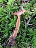 Lactarius neotabidus image