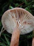 Lactarius neotabidus image