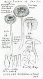 Inocybe griseolilacina image