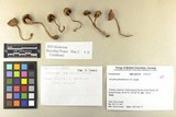 Inocybe griseolilacina image