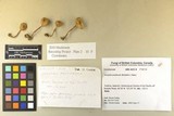Inocybe posterula image