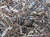 Rhodocybe caelata image