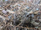 Rhodocybe caelata image