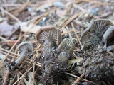 Rhodocybe caelata image