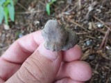 Rhodocybe caelata image