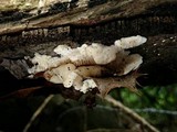 Sarcodontia pachyodon image