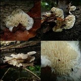 Sarcodontia pachyodon image