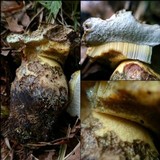 Boletus radicans image