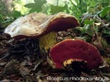 Boletus rhodoxanthus image