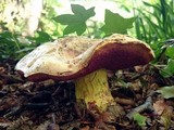 Boletus rhodoxanthus image