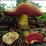 Boletus rhodoxanthus image